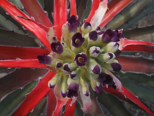 Bromelia laciniosa: Bromelia laciniosa in cultivation at the Botanical Garden of Heidelberg, Germany .