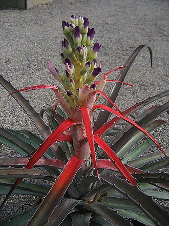 Bromelia laciniosa: Bromelia laciniosa in cultivation at the Botanical Garden of Heidelberg, Germany .