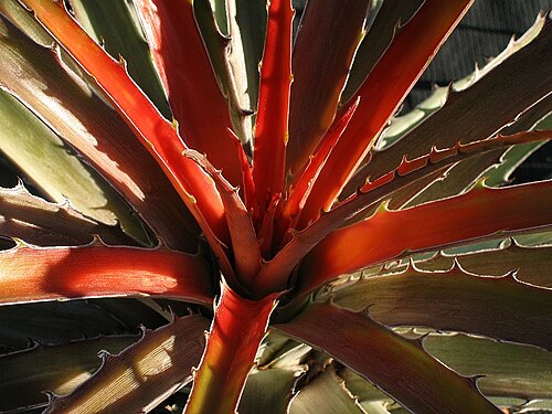 Bromelia laciniosa: Bromelia laciniosa in cultivation at the Botanical Garden of Heidelberg, Germany .