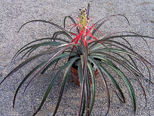 Bromelia laciniosa: Bromelia laciniosa in cultivation at the Botanical Garden of Heidelberg, Germany .