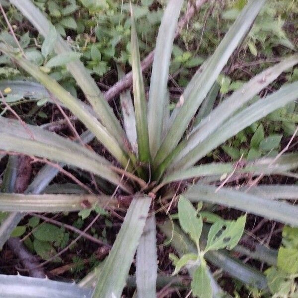 Ananas (Bromelia pinguin)