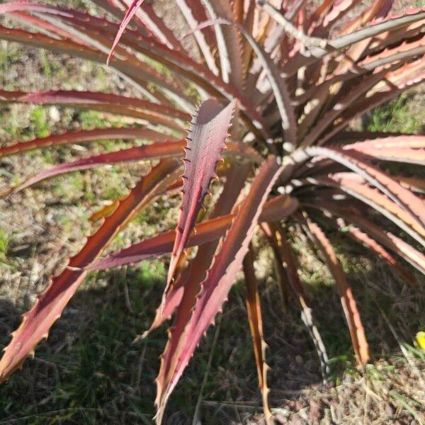 Ananas (Bromelia pinguin)