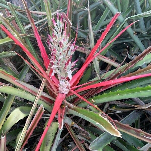 Ananas (Bromelia pinguin)