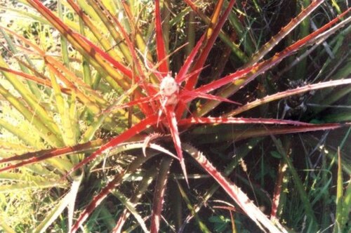 Bromelia serra: Bromelia serra , known in the Chaco as " Chaguar " or " Cardo Gancho " (for the curved spines - like hooks - that cover the edge of the leaves). Along with the 