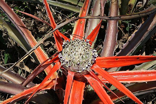 Bromelia serra: Bromelia serra in habitat in Peru or Argentina, exact location unknown.