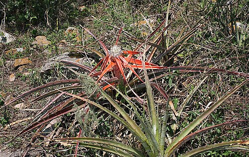 Bromelia serra: Bromelia serra in habitat in Peru or Argentina, exact location unknown.