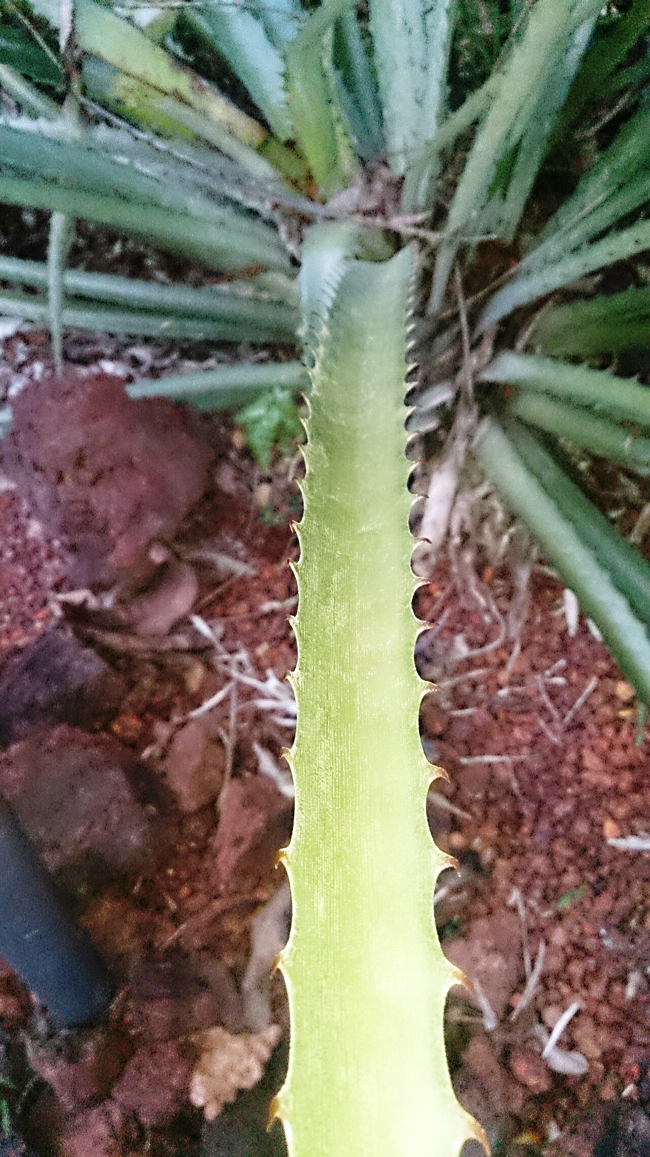 Bromelia sylvicola: Bromelia sylvicola