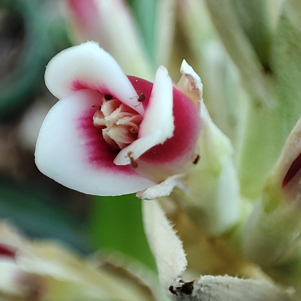 Bromelia sylvicola (Bromelia sylvicola)