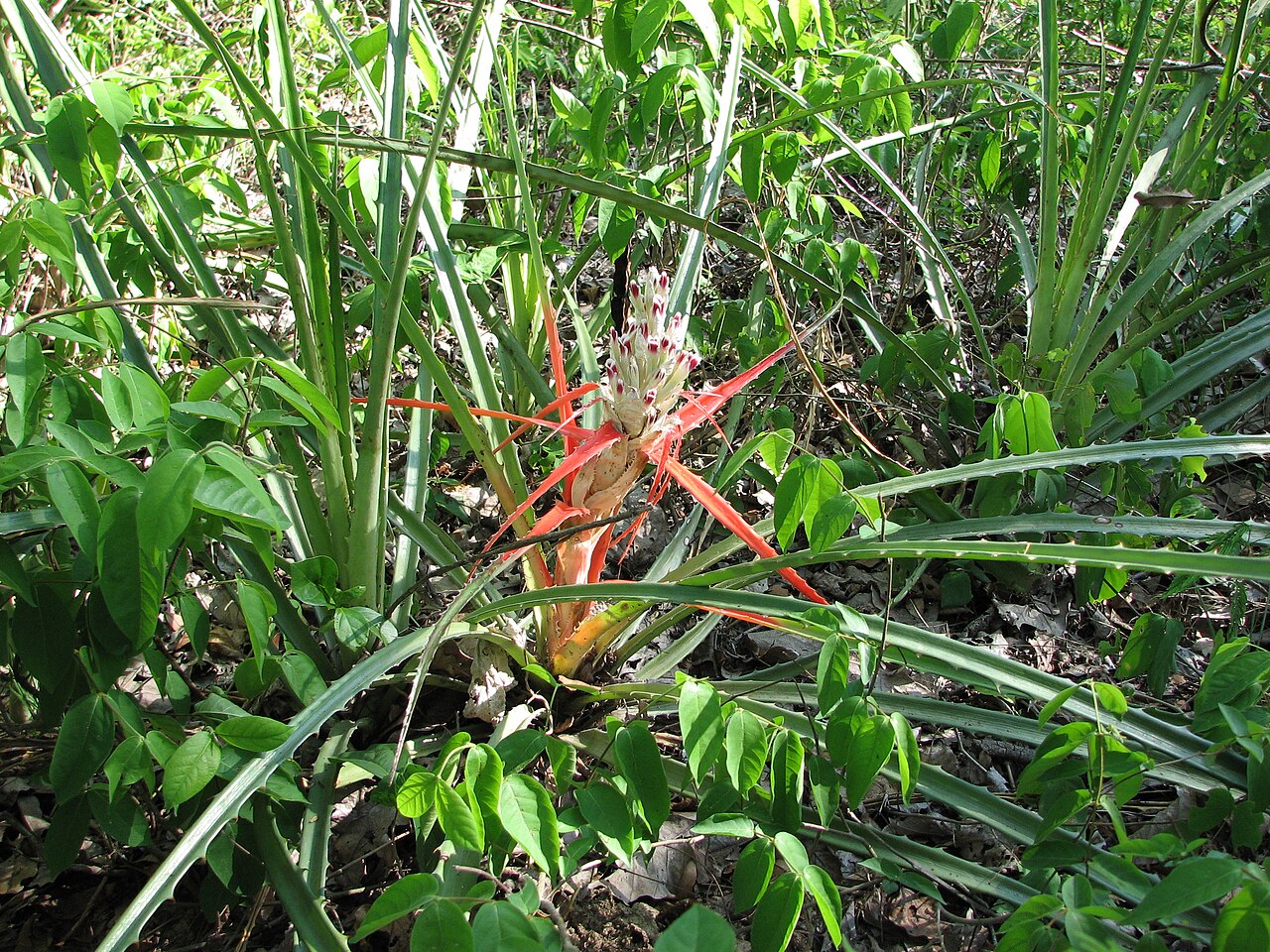 Bromelia sylvicola: Bromelia sylvicola in the Pantanal, Brazil