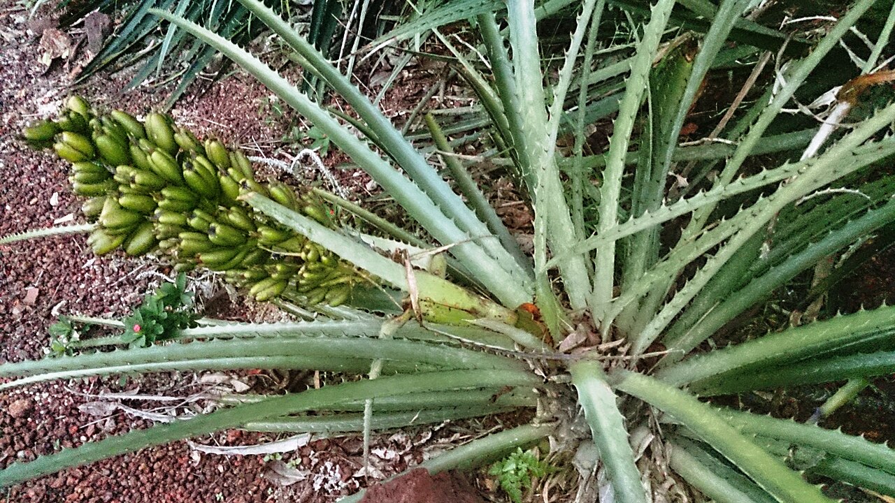 Bromelia sylvicola: Bromelia sylvicola