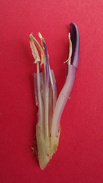 Bromelia unaensis: Bromelia unaensis Leme & Scharf