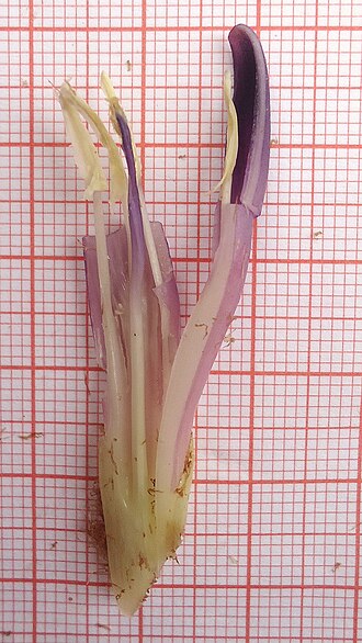 Bromelia unaensis: Bromelia unaensis Leme & Scharf