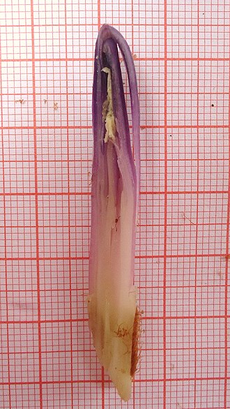 Bromelia unaensis: Bromelia unaensis Leme & Scharf