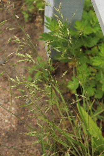 Field brome (Bromus arvensis)