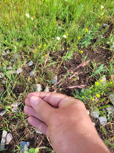 Field brome (Bromus arvensis)