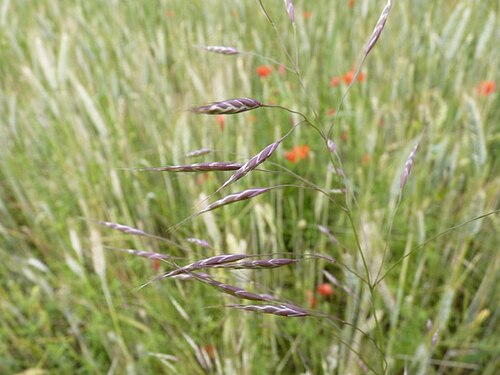 Field brome: Bromus arvensis