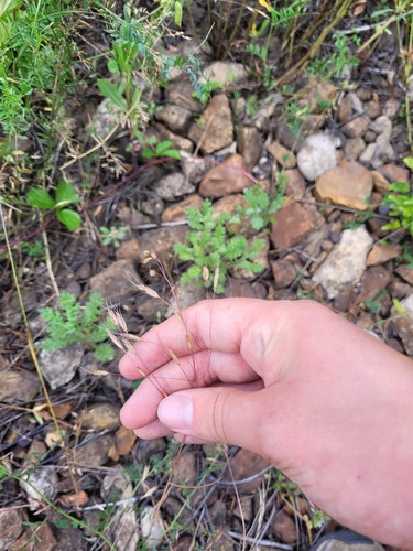 Field brome (Bromus arvensis)