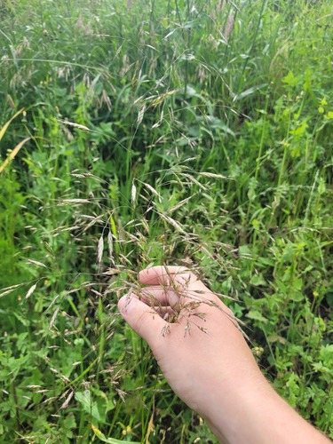 Field brome (Bromus arvensis)