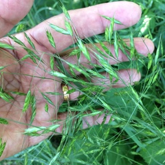 Field brome (Bromus arvensis)