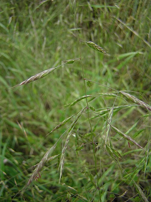 Field brome: Bromus arvensis