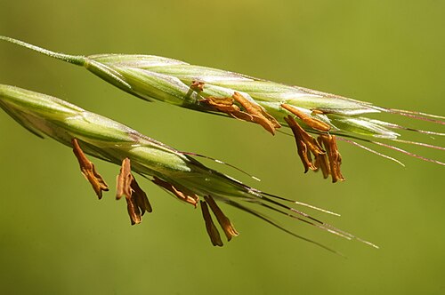 Field brome: Bromus arvensis