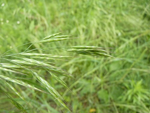 Field brome: Bromus arvensis