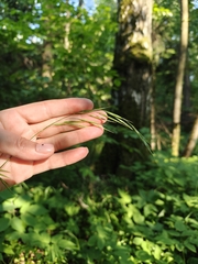 Bromus benekenii (Bromus benekenii)
