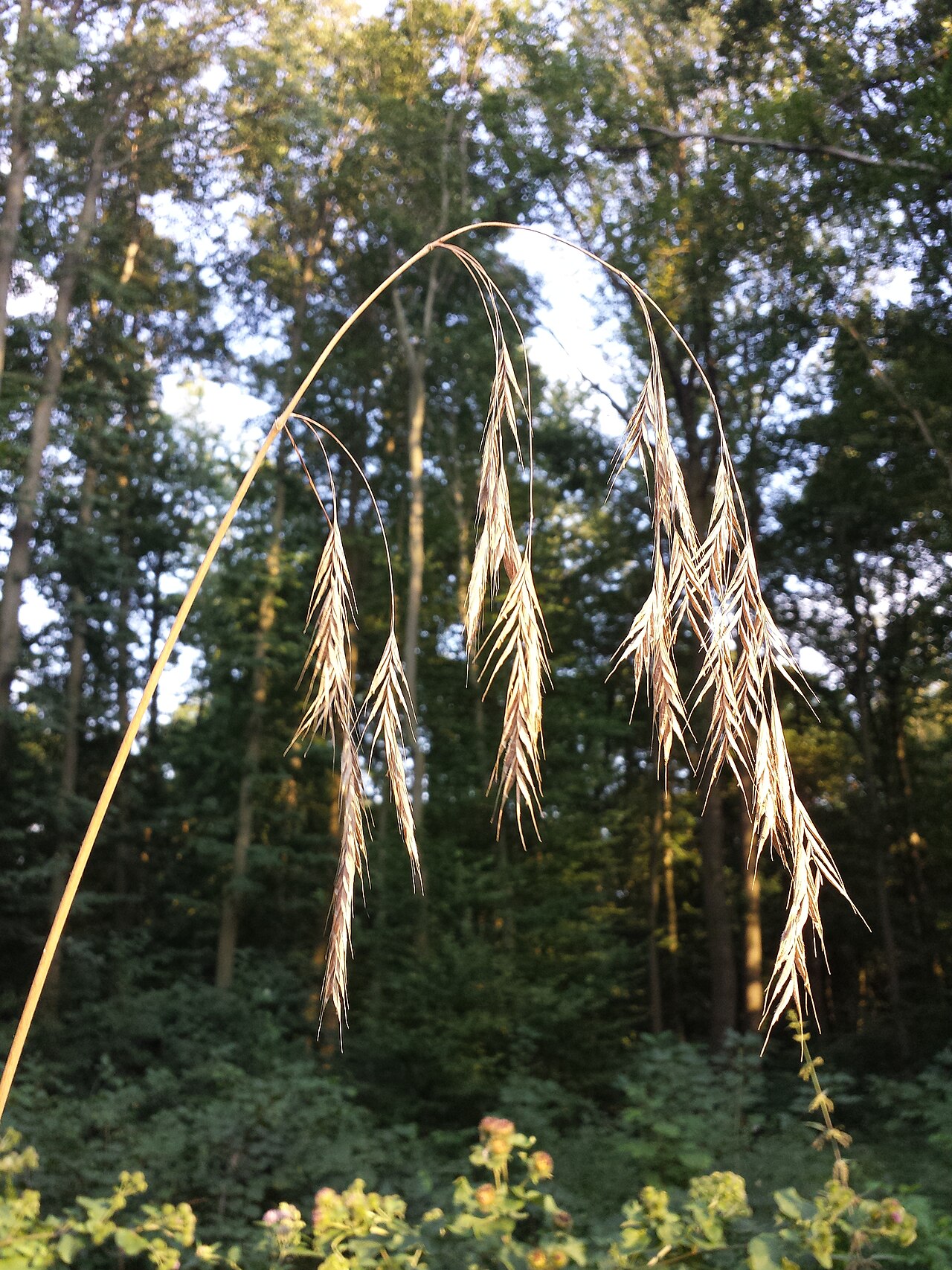 Bromus benekenii: Panicle Taxonym: Bromus benekenii ss Fischer et al. EfÖLS 2008 ISBN 978-3-85474-187-9 Location: west slope of Bisamberg, district Korneuburg, Lower Austria - ca