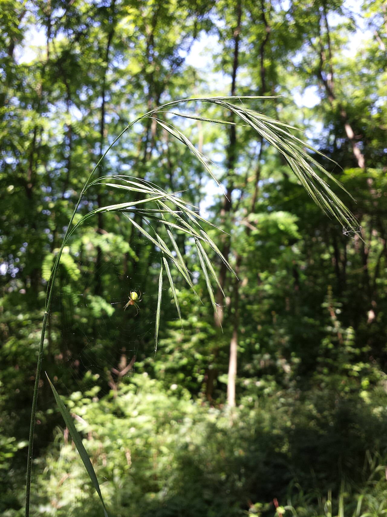 Bromus benekenii: Panicle Taxonym: Bromus benekenii ss Fischer et al. EfÖLS 2008 ISBN 978-3-85474-187-9 Location: Hochleithenwald northwest to Kasernberg, district Mistelbach, Lo