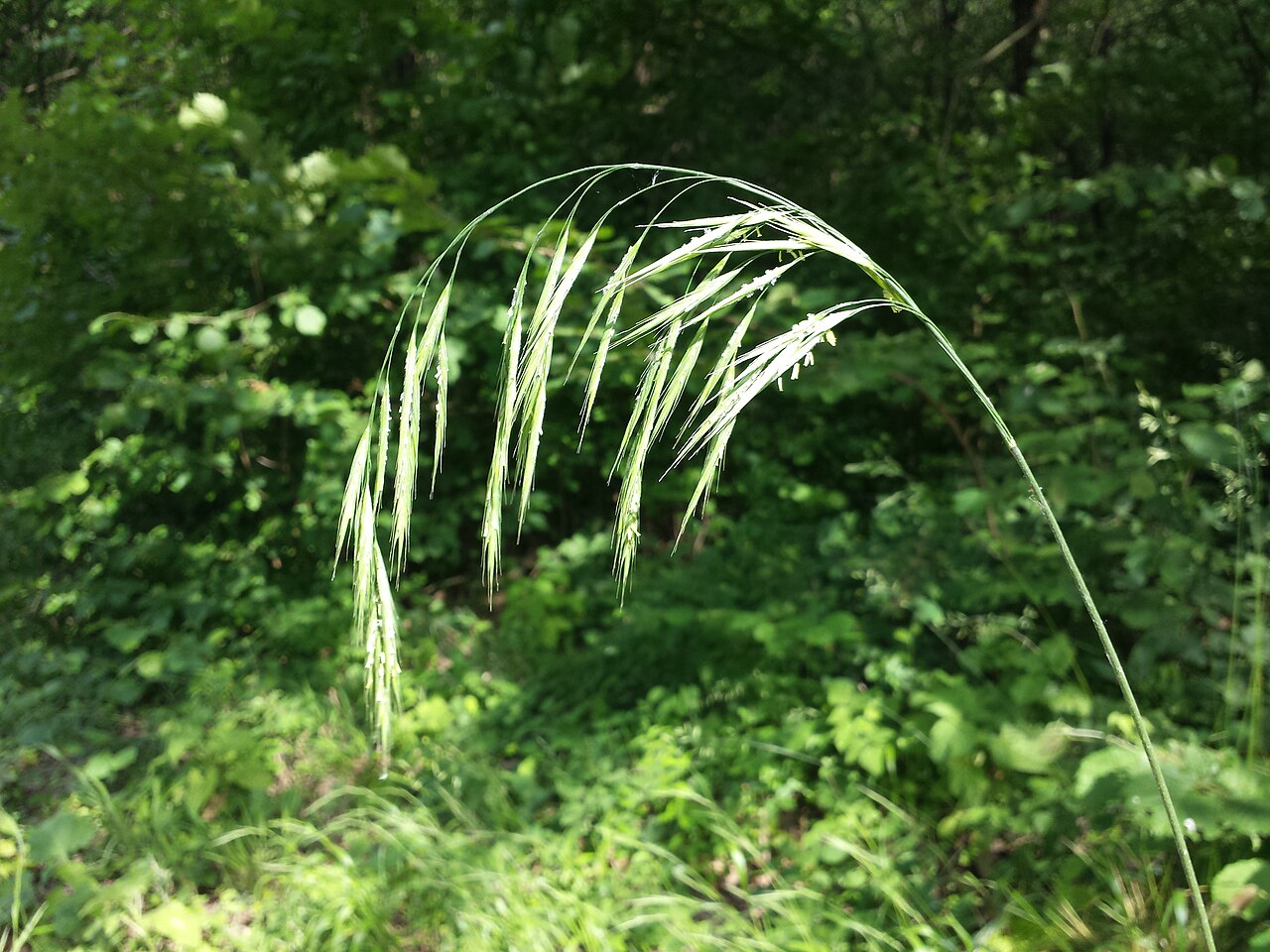 Bromus benekenii: Panicle Taxonym: Bromus benekenii ss Fischer et al. EfÖLS 2008 ISBN 978-3-85474-187-9 Location: Hundsberg near Großstelzendorf, district Hollabrunn, Lower Austr