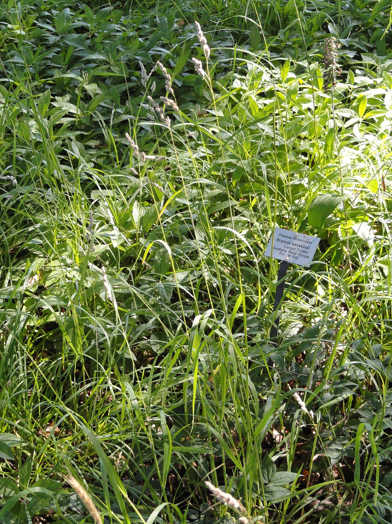 Bromus benekenii: Botanical specimen in the Botanischer Garten, Frankfurt am Main, located at Siesmayerstraße 72, Frankfurt am Main, Germany