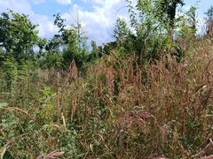 Bromus benekenii (Bromus benekenii)