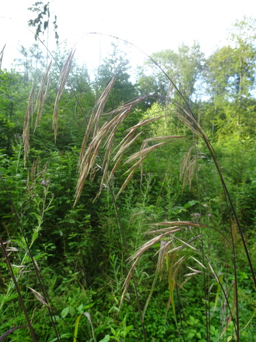 Bromus benekenii (Bromus benekenii)