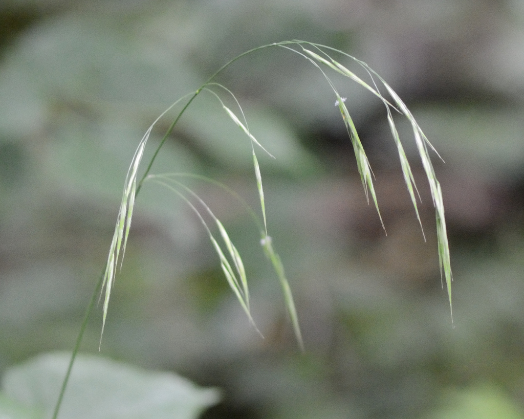 Bromus benekenii (Bromus benekenii)