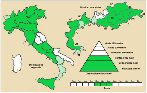 Bromus benekenii: Forasacco di Beneken (Bromus benekenii) - Distribuzione in Italia