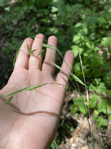 Bromus benekenii (Bromus benekenii)