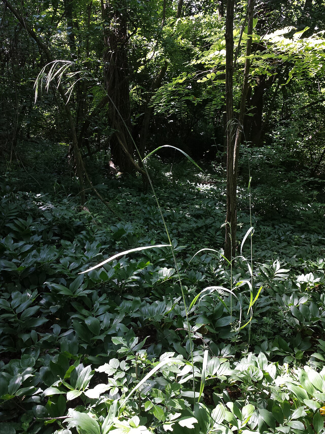 Bromus benekenii: Habitus Taxonym: Bromus benekenii ss Fischer et al. EfÖLS 2008 ISBN 978-3-85474-187-9 Location: Hochleithenwald northwest to Kasernberg, district Mistelbach, Lo