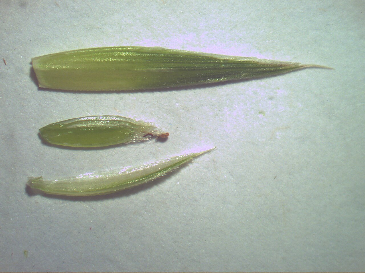 Rescuegrass: Cool season, densely-tufted annual or short-term perennial pasture to 1 m tall. Leaves are sparsely hairy, while the lowest sheaths are usually hairy. Ligules a
