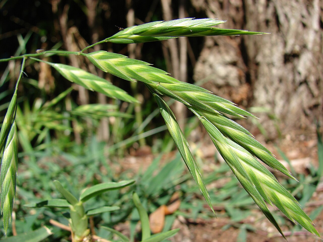 Rescuegrass: Bromus catharticus (seedheads). Location: Maui, Makawao