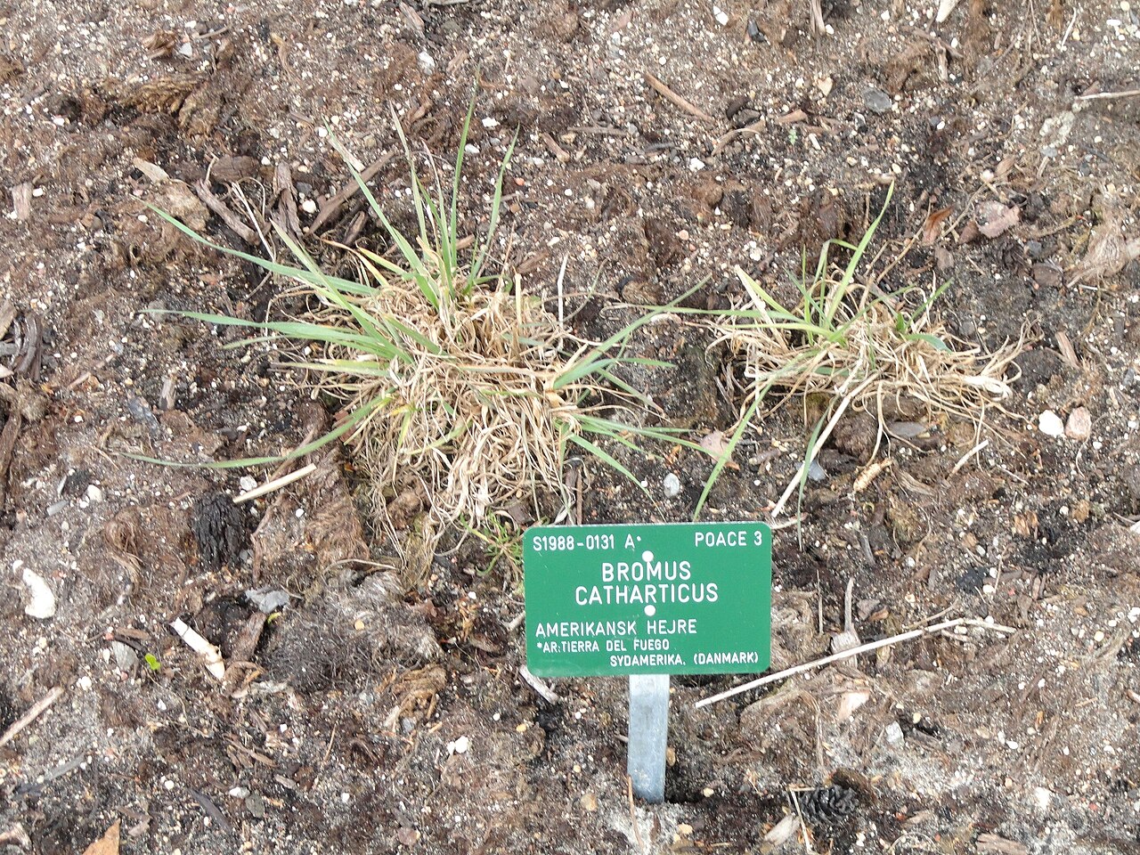 Rescuegrass: Botanical specimen in the University of Copenhagen Botanical Garden, Copenhagen, Denmark.