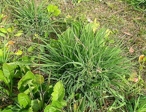 Rescuegrass: Cool season, densely-tufted annual or short-term perennial pasture to 1 m tall. Leaves are sparsely hairy, while the lowest sheaths are usually hairy. Ligules a