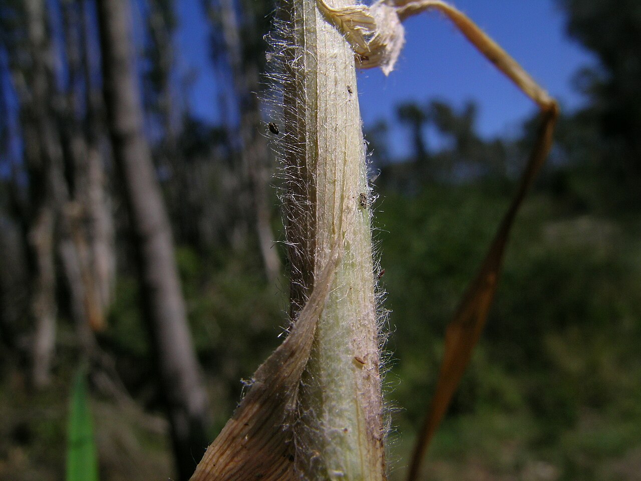 Rescuegrass: Cool season, densely-tufted annual or short-term perennial pasture to 1 m tall. Leaves are sparsely hairy, while the lowest sheaths are usually hairy. Ligules a