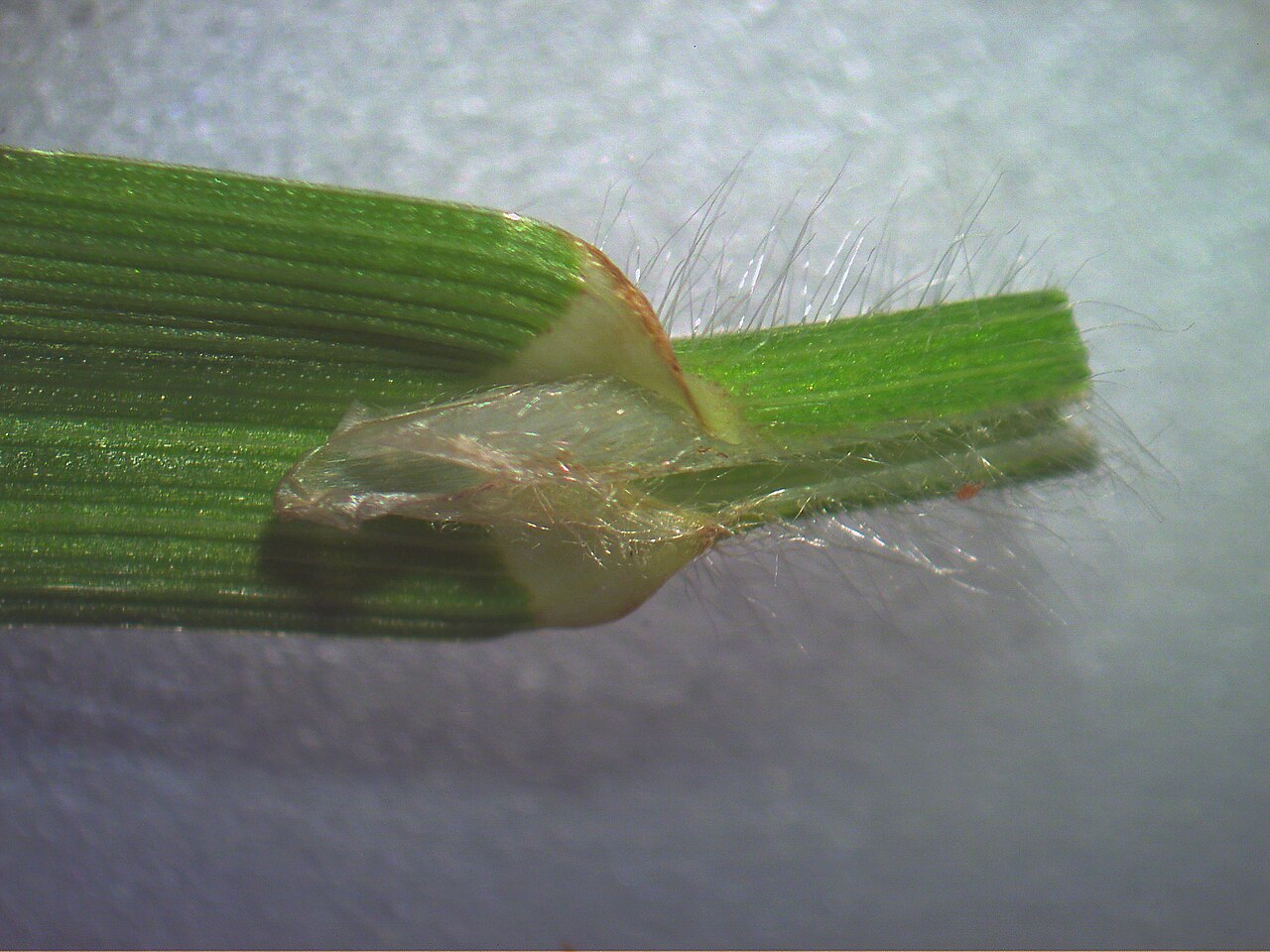Rescuegrass: Cool season, densely-tufted annual or short-term perennial pasture to 1 m tall. Leaves are sparsely hairy, while the lowest sheaths are usually hairy. Ligules a