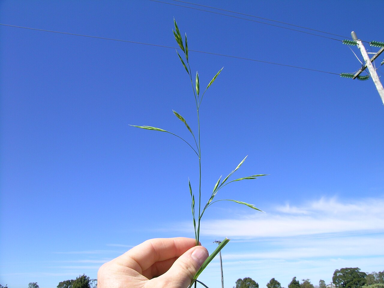 Rescuegrass: Cool season, densely-tufted annual or short-term perennial pasture to 1 m tall. Leaves are sparsely hairy, while the lowest sheaths are usually hairy. Ligules a