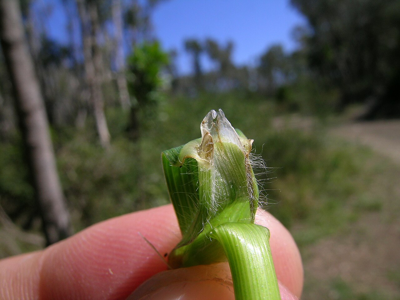 Rescuegrass: Cool season, densely-tufted annual or short-term perennial pasture to 1 m tall. Leaves are sparsely hairy, while the lowest sheaths are usually hairy. Ligules a
