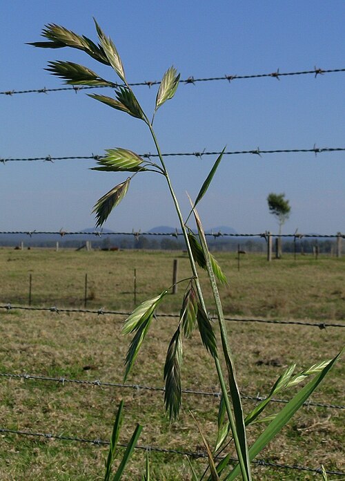 Rescuegrass: Cool season, densely-tufted annual or short-term perennial pasture to 1 m tall. Leaves are sparsely hairy, while the lowest sheaths are usually hairy. Ligules a