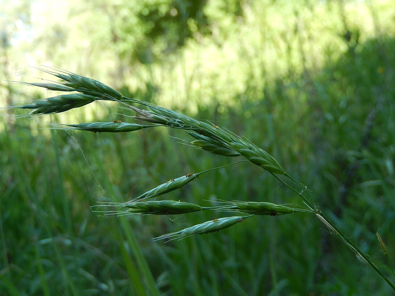 Bromus commutatus: Bromus commutatus Schrad. - Determinato grazie a Acta Plantarum