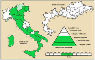 Bromus commutatus: Forasacco mediterraneo (Bromus hordeaceus sottospecie molliformis) - Distribuzione in Italia