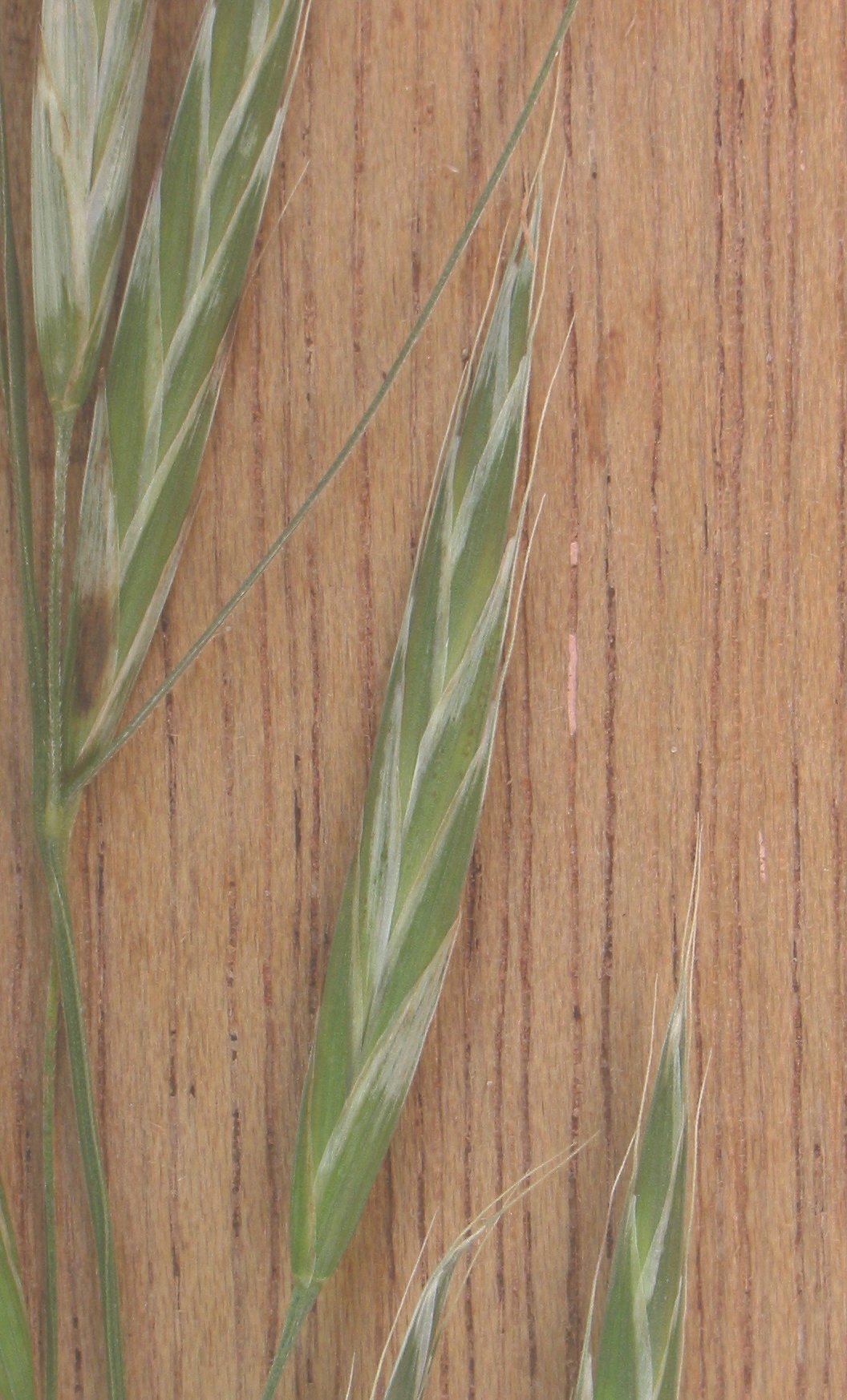 Bromus commutatus (Bromus commutatus)