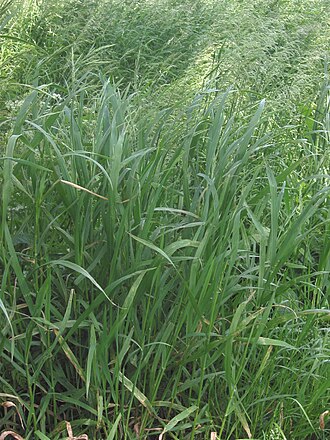 Bromus commutatus: Species Bromus commutatus , Syn.: Bromus racemosus subsp. commutatus ; Picture taken by myself: (nl: Velddravik) ((GFDL)) Bromus racemosus